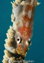 Whip coral goby. Picture taken on the second reef off Neg... by Anouk Houben 